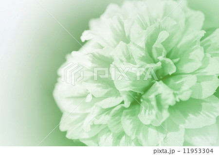 beautiful flowers 11953304