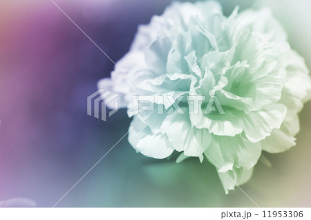 beautiful flowers beautiful flowers 11953306