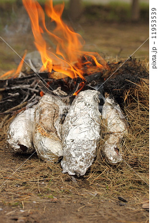 やきいも 11953539