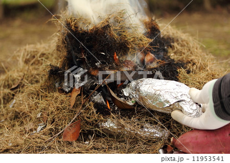 やきいも 11953541