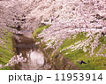 桜 11953914