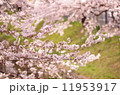 桜 11953917