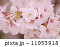桜 11953918