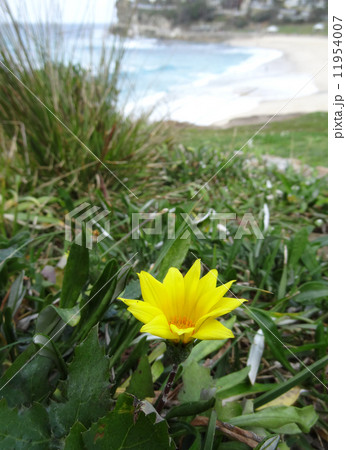 タマラマビーチのガザニア 11954007