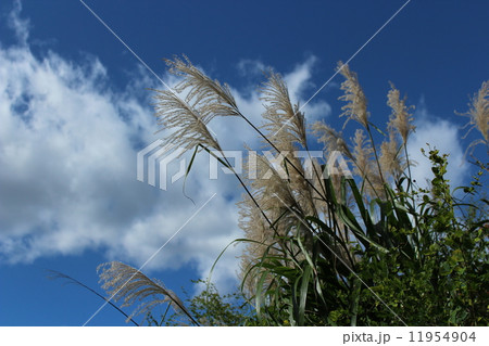 ススキと秋空 ススキと秋空 11954904