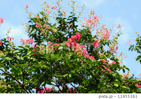 サルスベリの花-2 11955161