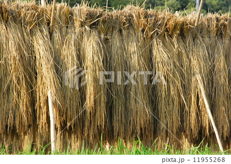 日本の秋　稲の陰干し 11955268