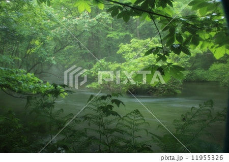 雨に煙る奥入瀬渓流 11955326