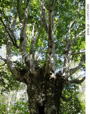 ブナのあがりこ 11955360