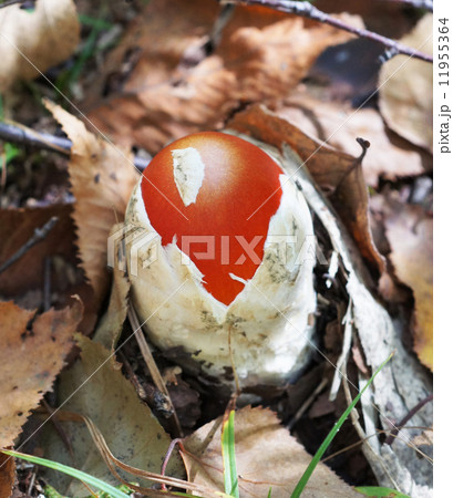 タマゴタケ タマゴタケ 11955364
