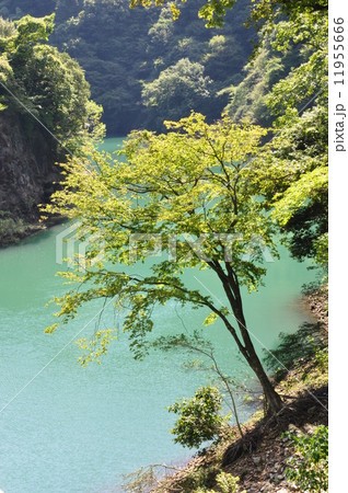 湖畔の木立 11955666