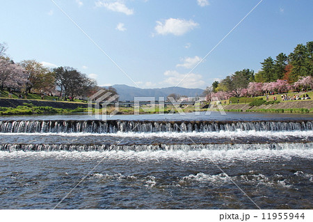 京都　春の賀茂川 11955944
