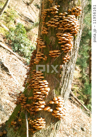 天然ナメコがビッシリ付いた木 11956161