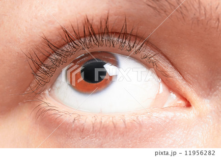 brown eyes girl brown eyes girl 11956282