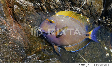 釣りたてのニセカンランハギ 釣りたてのニセカンランハギ 11956561