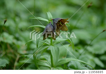 クロユリ 11956695