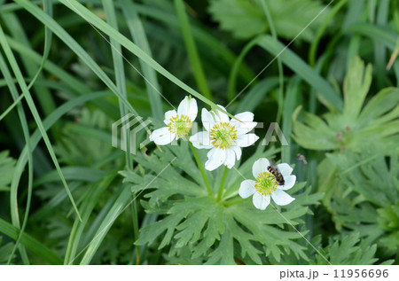 ハクサンイチゲ 11956696