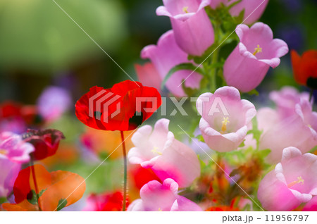 多重露光で撮る花の写真素材