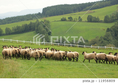 年賀状素材 羊の群れ 年賀状素材 羊の群れ 11956809