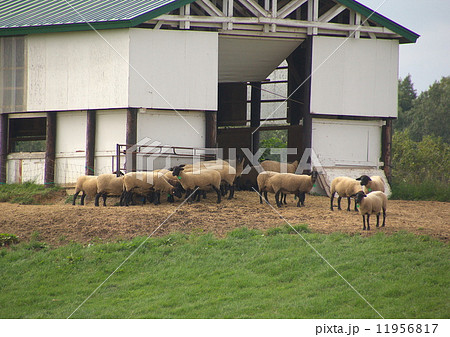 年賀状素材　羊の群れ 11956817