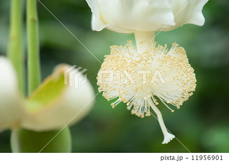 バオバブの花の写真素材