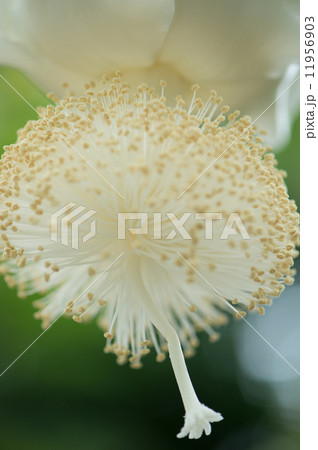 バオバブの花の写真素材