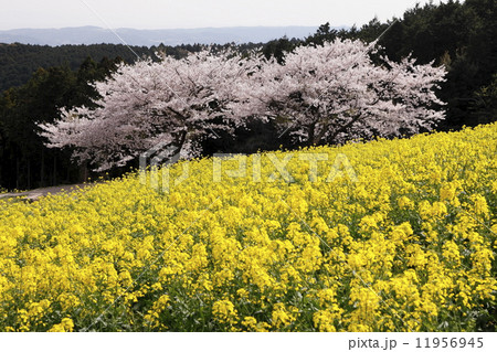 3月春 桜と菜の花の白木峰高原 九州の春景色の写真素材