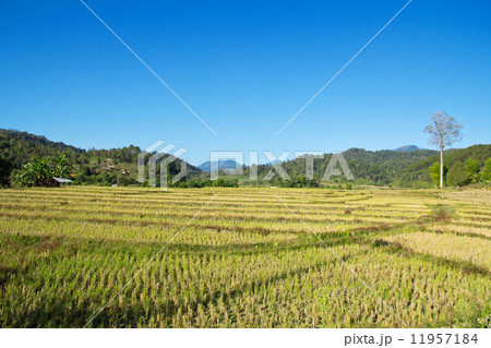 Paddy field 11957184