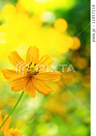 mexican sunflower weed  11957218
