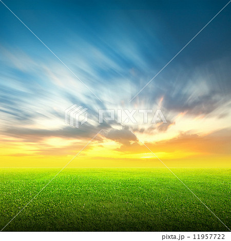 Field of green grass and sky 11957722