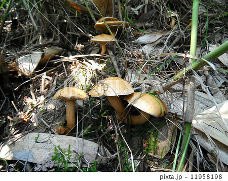 アミタケ アミタケ 11958198