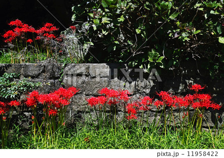 花と石垣 花と石垣 11958422