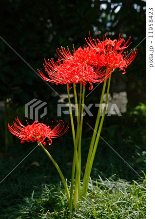 一株の花 11958423