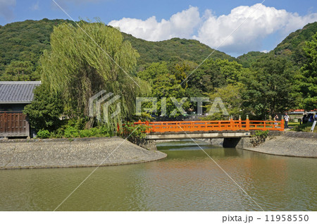 宇治川と観流橋 11958550