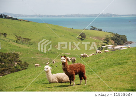 オークランド1 11958637