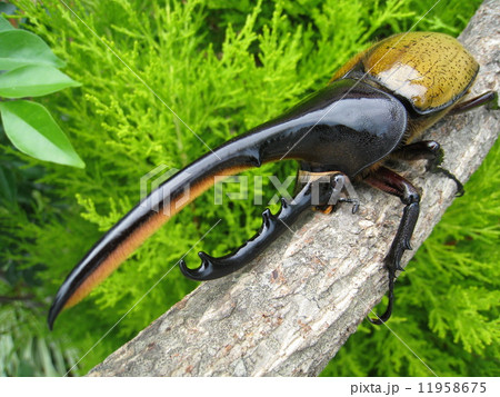 ヘラクレスモリシマイ 11958675