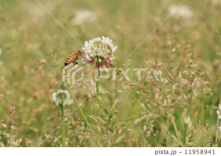 生き物 昆虫 セイヨウミツバチ、河原のシロツメクサで蜜集め。 生き物 昆虫 セイヨウミツバチ、河原のシロツメクサで蜜集め。 11958941