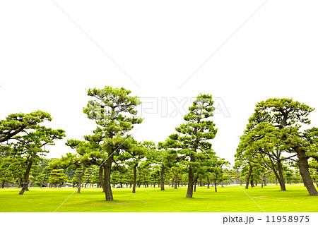 剪定の行き届いた皇居の黒松 剪定の行き届いた皇居の黒松 11958975