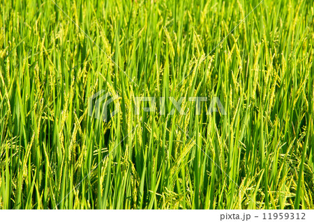 Rice fields before the harvest season  11959312