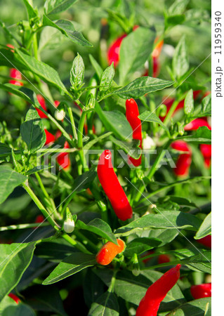 red chilli pepper plant  11959340
