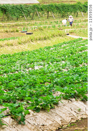 strawberry farm strawberry farm 11959356