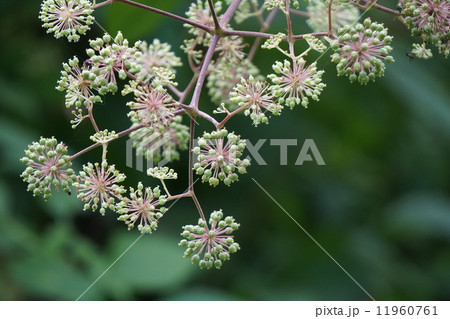 ウドの花 11960761