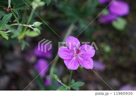 アサマフウロ 11960930