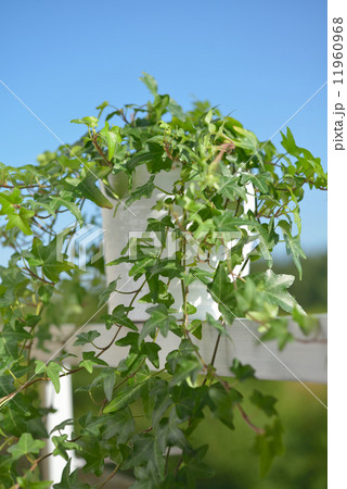 Ivy in a pot 11960968