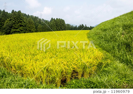 色づく棚田 11960979