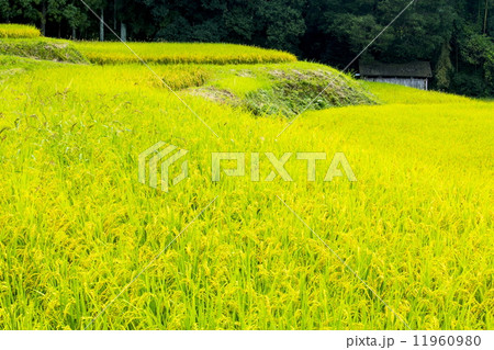 色づく棚田 11960980