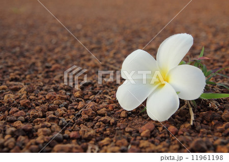 close up of Frangipani flower close up of Frangipani flower 11961198