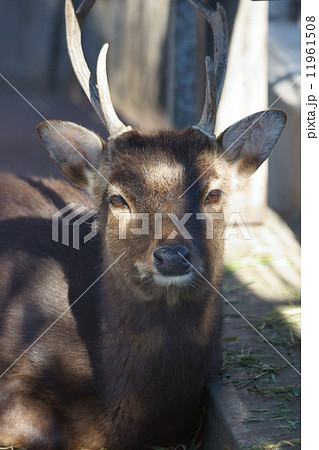 屋久鹿　おす 11961508