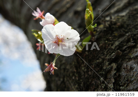 一輪の桜 一輪の桜 11961559