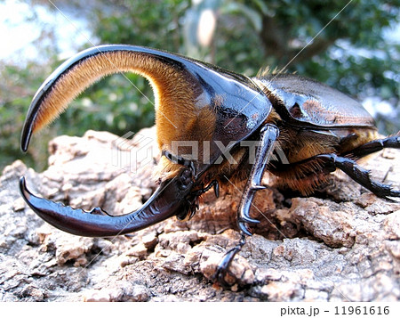 サタンオオカブト 11961616